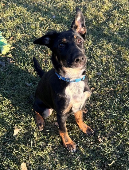 Pickles, an adoptable German Shepherd Dog, Mixed Breed in Willmar, MN, 56201 | Photo Image 1