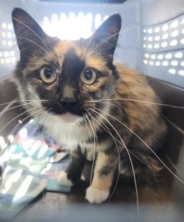 Sissy*, an adoptable Domestic Medium Hair in Kingman, AZ, 86401 | Photo Image 1