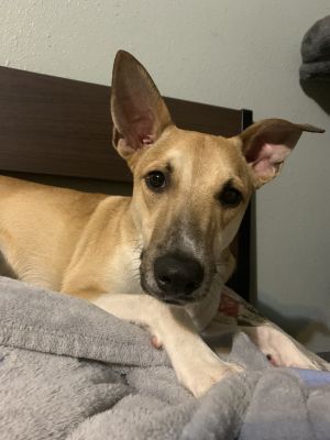 Meet Ned Pace The Sweet  Silly Street Dog Ned Pace is a 4-year-old Mexican street dog with a heart