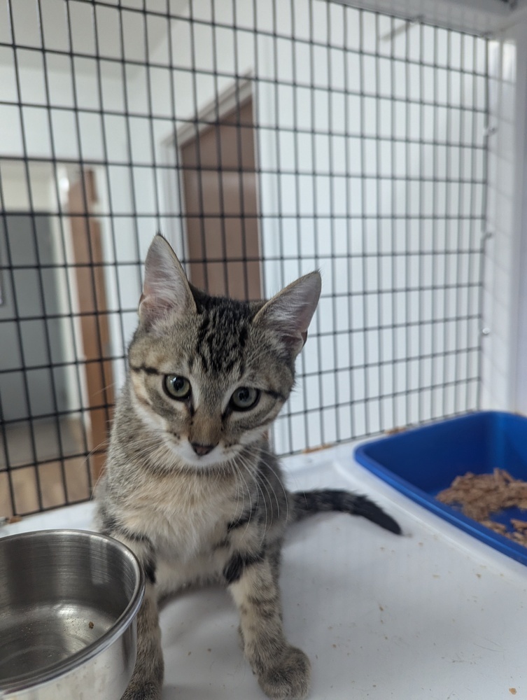 Pepper, an adoptable Domestic Short Hair, Tabby in Salmon, ID, 83467 | Photo Image 1