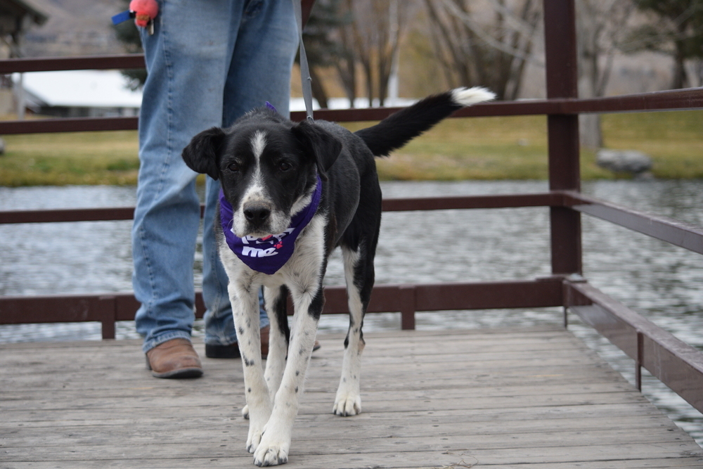 Scout, an adoptable Cattle Dog, Border Collie in Salmon, ID, 83467 | Photo Image 1