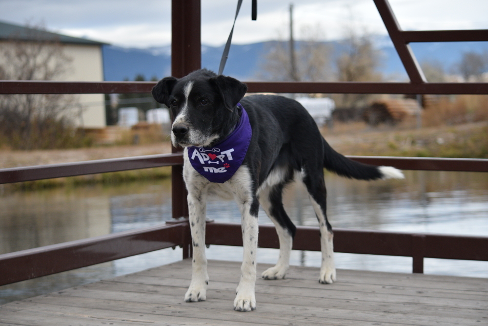 Scout, an adoptable Cattle Dog, Border Collie in Salmon, ID, 83467 | Photo Image 3