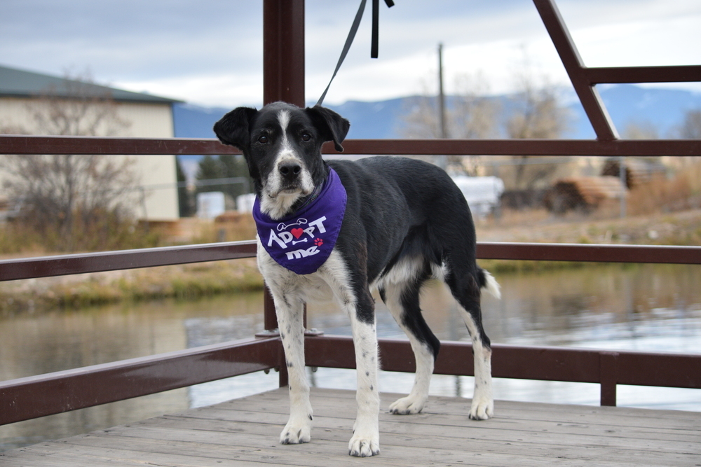 Scout, an adoptable Cattle Dog, Border Collie in Salmon, ID, 83467 | Photo Image 4