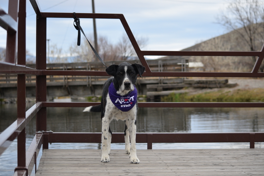 Scout, an adoptable Cattle Dog, Border Collie in Salmon, ID, 83467 | Photo Image 5