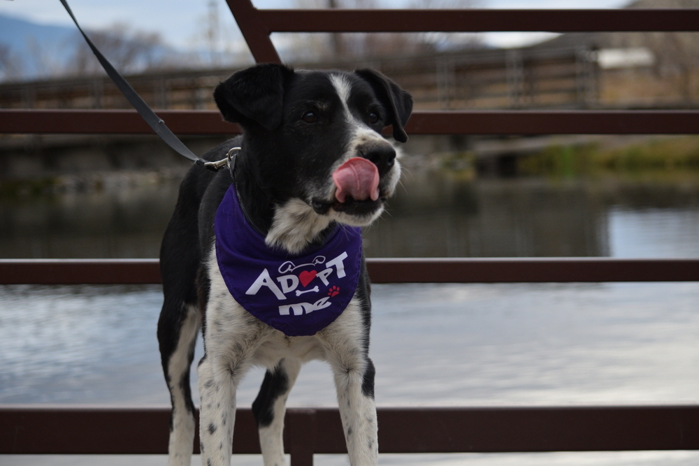 Scout, an adoptable Cattle Dog, Border Collie in Salmon, ID, 83467 | Photo Image 6