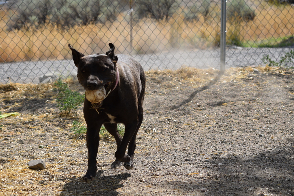 Sis, an adoptable Pit Bull Terrier, Boxer in Salmon, ID, 83467 | Photo Image 3