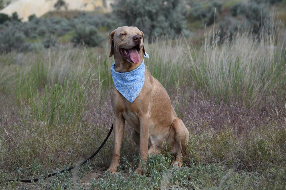 Zeus, an adoptable Weimaraner, Labrador Retriever in Salmon, ID, 83467 | Photo Image 3