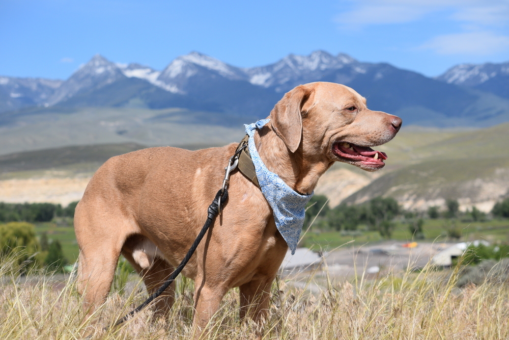 Zeus, an adoptable Weimaraner, Labrador Retriever in Salmon, ID, 83467 | Photo Image 5