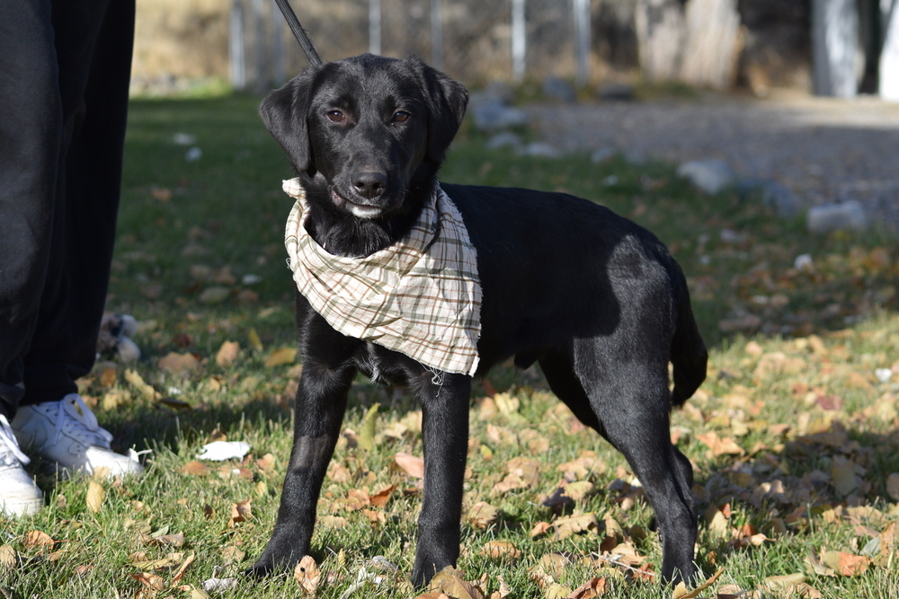 Poe, an adoptable Labrador Retriever, Collie in Salmon, ID, 83467 | Photo Image 1