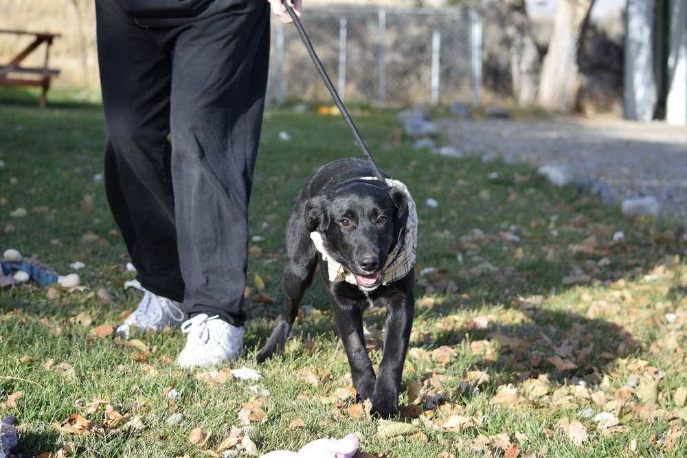 Poe, an adoptable Labrador Retriever, Collie in Salmon, ID, 83467 | Photo Image 2