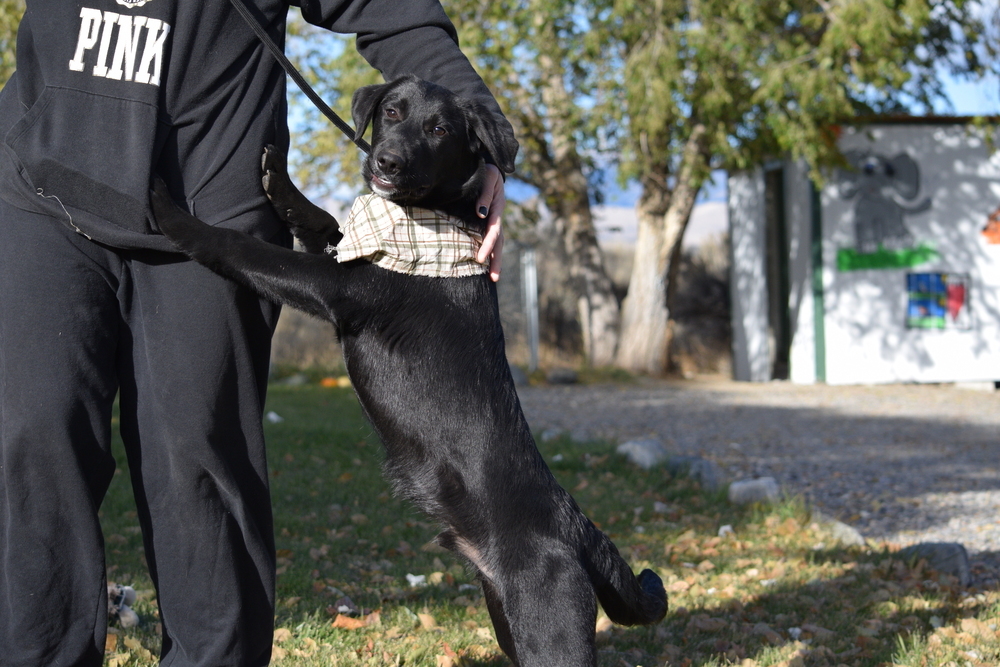 Poe, an adoptable Labrador Retriever, Collie in Salmon, ID, 83467 | Photo Image 3