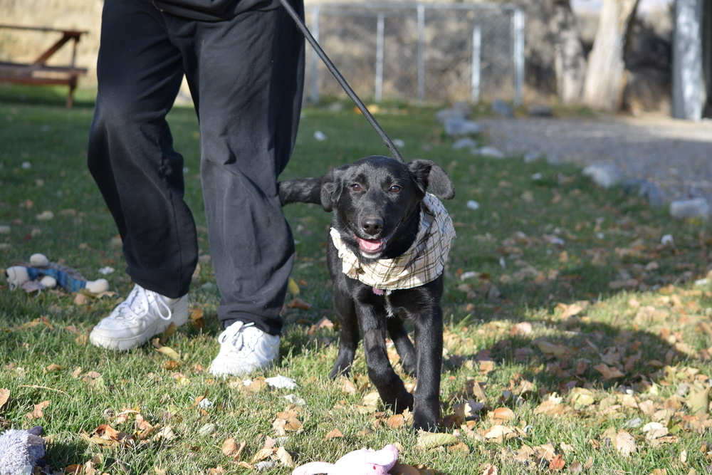 Poe, an adoptable Labrador Retriever, Collie in Salmon, ID, 83467 | Photo Image 4