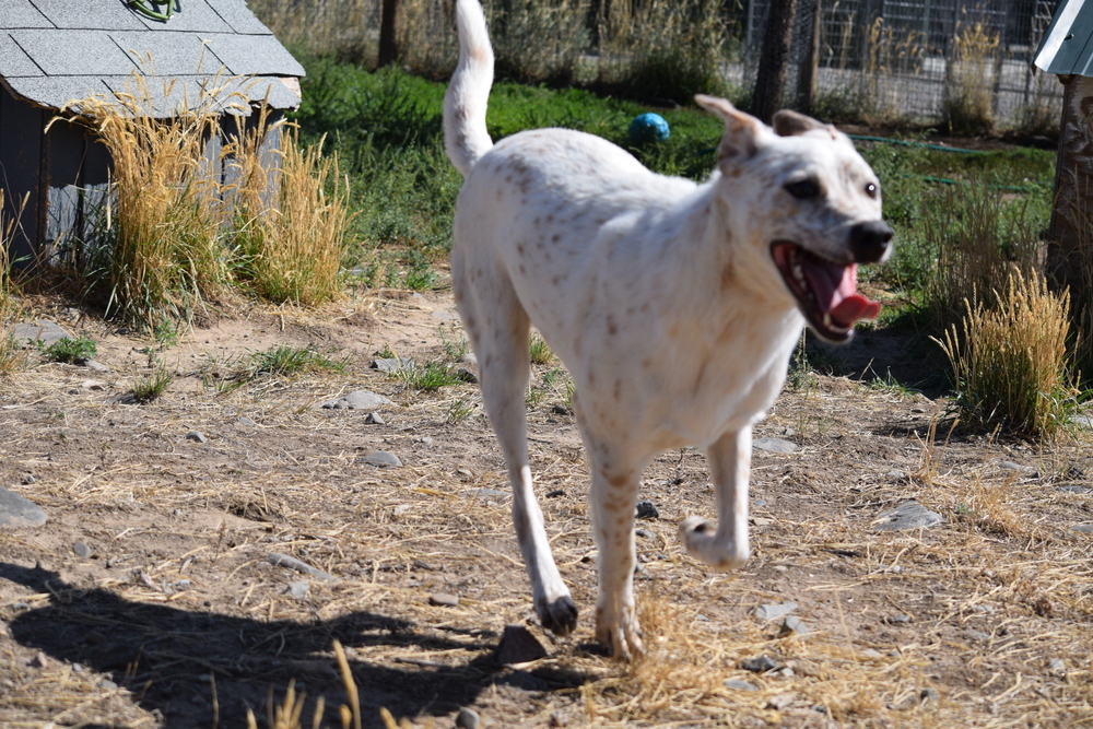 Salem, an adoptable Australian Cattle Dog / Blue Heeler in Salmon, ID, 83467 | Photo Image 3