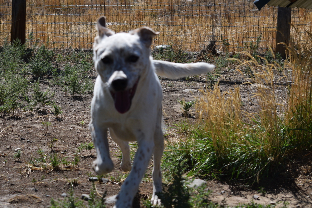 Salem, an adoptable Australian Cattle Dog / Blue Heeler in Salmon, ID, 83467 | Photo Image 5