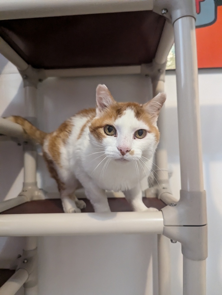 Tom, an adoptable Domestic Short Hair in Salmon, ID, 83467 | Photo Image 1