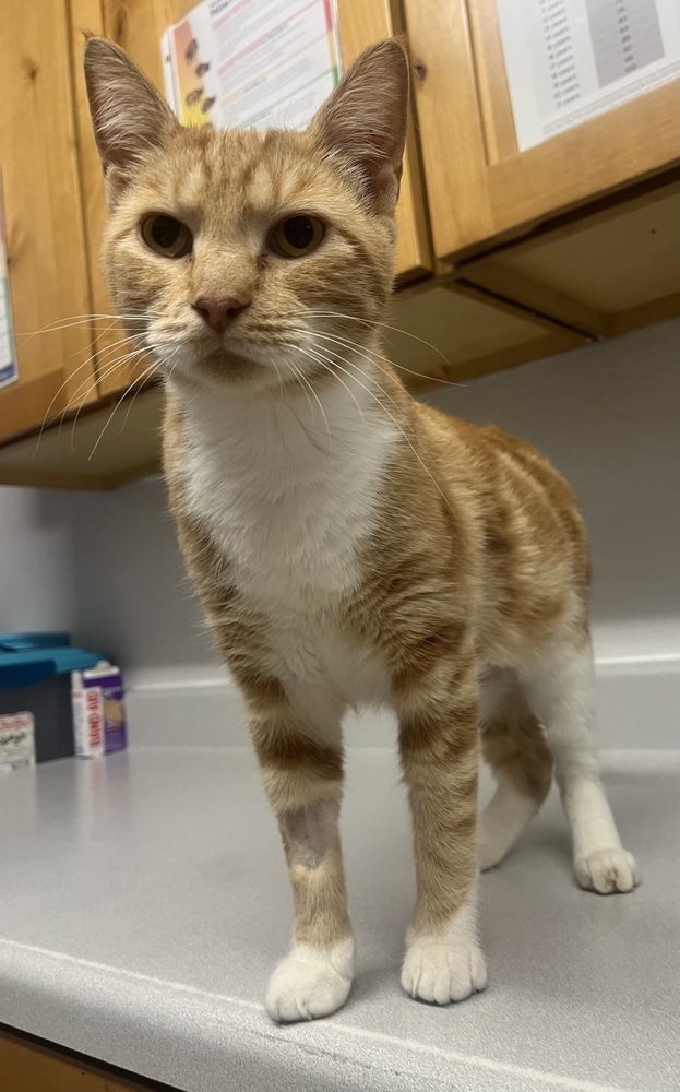 Honey, an adoptable Domestic Short Hair in Salmon, ID, 83467 | Photo Image 1