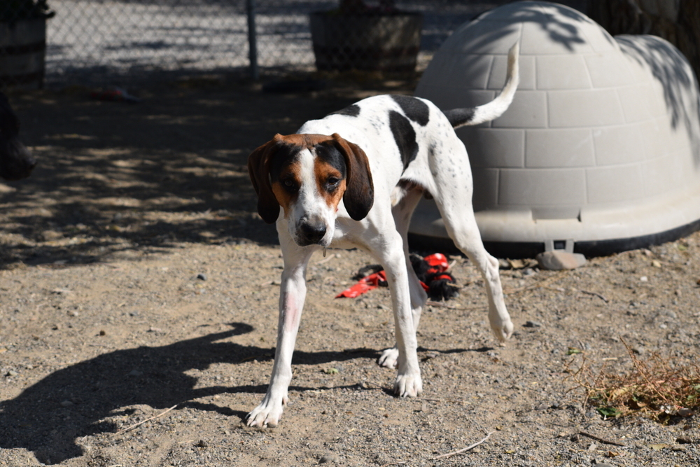 Honk, an adoptable Coonhound in Salmon, ID, 83467 | Photo Image 3