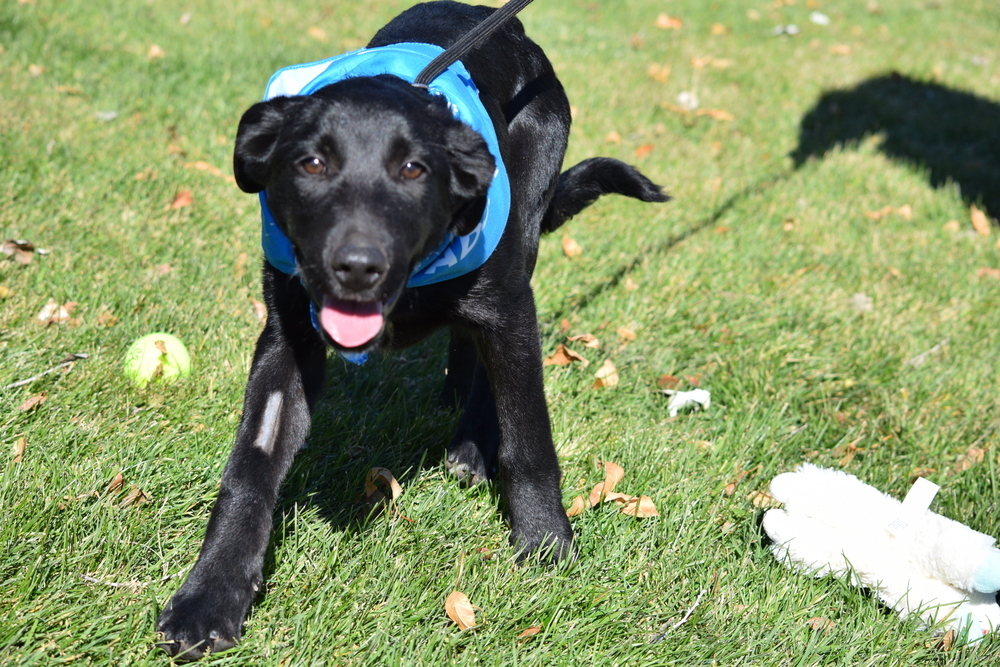 Crow, an adoptable Labrador Retriever, Collie in Salmon, ID, 83467 | Photo Image 1