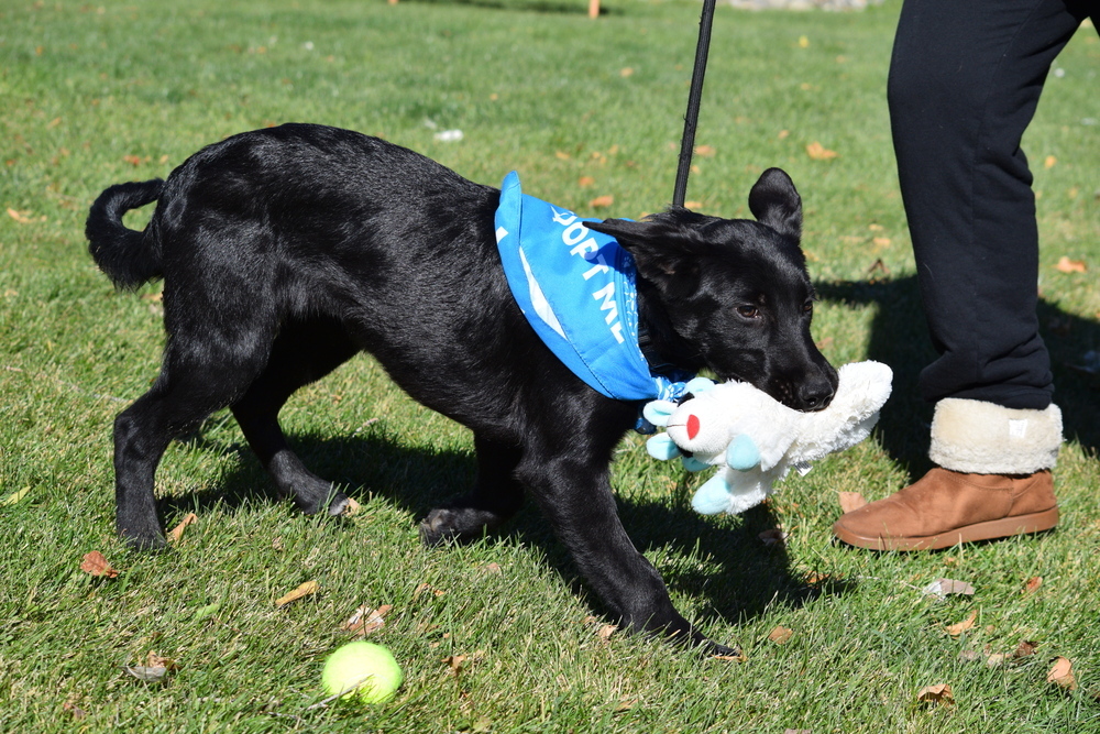 Crow, an adoptable Labrador Retriever, Collie in Salmon, ID, 83467 | Photo Image 4