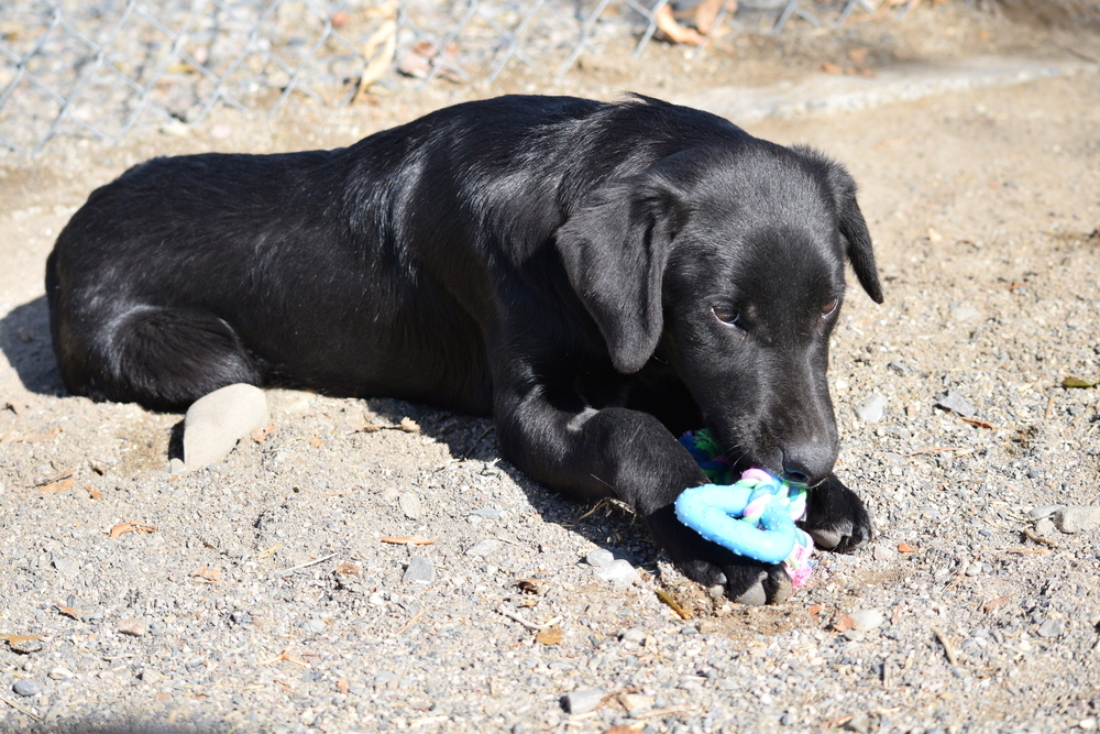 Orion, an adoptable Labrador Retriever, Collie in Salmon, ID, 83467 | Photo Image 5