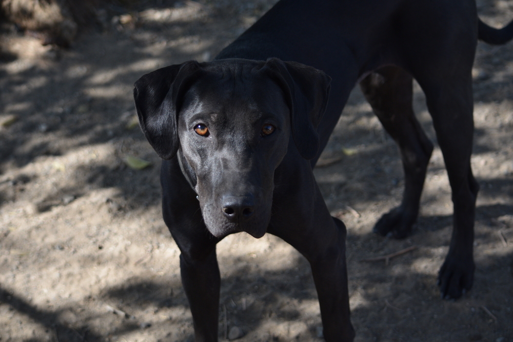 Karma, an adoptable Mixed Breed in Salmon, ID, 83467 | Photo Image 1