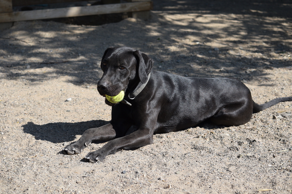 Karma, an adoptable Mixed Breed in Salmon, ID, 83467 | Photo Image 3