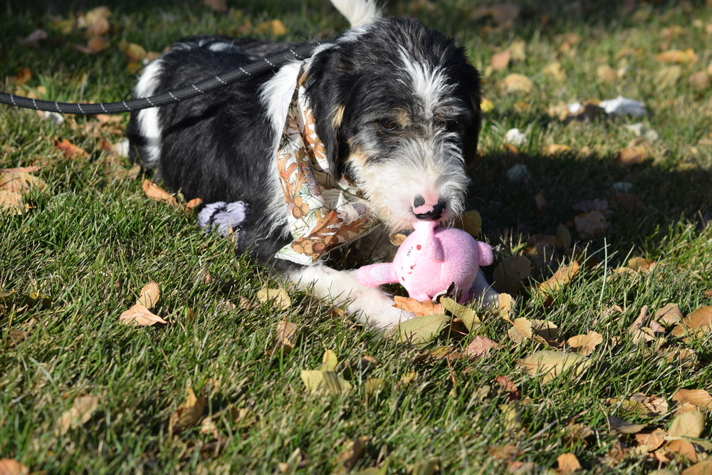 Basil, an adoptable Poodle, German Wirehaired Pointer in Salmon, ID, 83467 | Photo Image 1