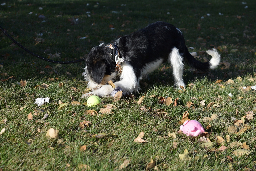 Basil, an adoptable Poodle, German Wirehaired Pointer in Salmon, ID, 83467 | Photo Image 2