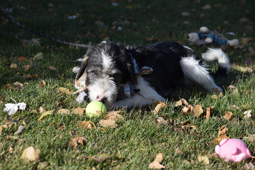 Basil, an adoptable Poodle, German Wirehaired Pointer in Salmon, ID, 83467 | Photo Image 3