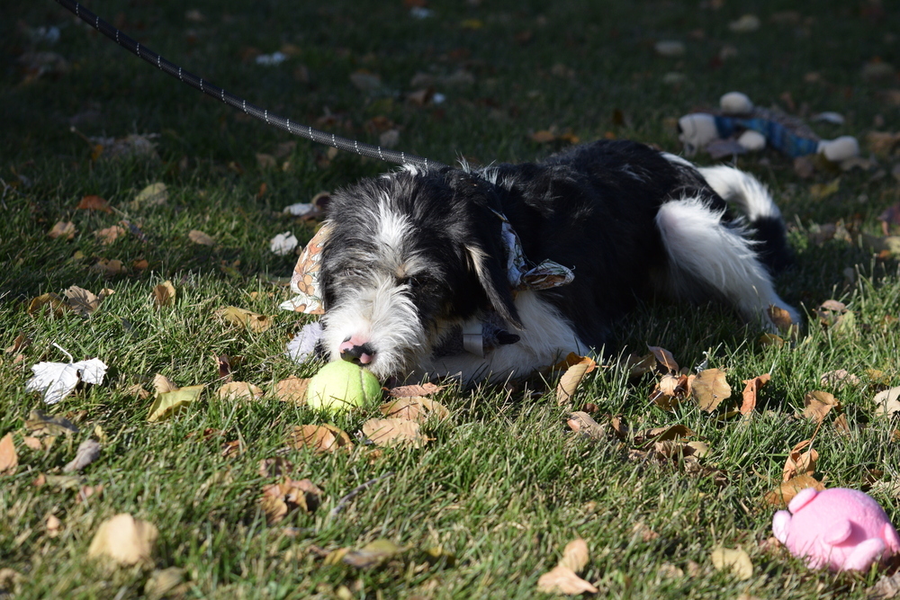 Basil, an adoptable Poodle, German Wirehaired Pointer in Salmon, ID, 83467 | Photo Image 4