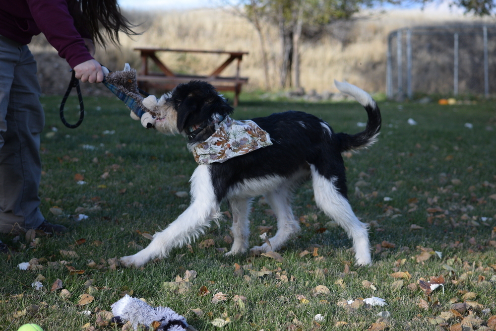 Basil, an adoptable Poodle, German Wirehaired Pointer in Salmon, ID, 83467 | Photo Image 5