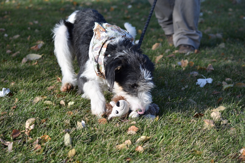 Basil, an adoptable Poodle, German Wirehaired Pointer in Salmon, ID, 83467 | Photo Image 6