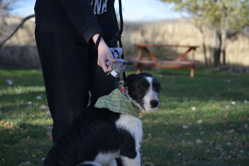 Fay, an adoptable Poodle, German Wirehaired Pointer in Salmon, ID, 83467 | Photo Image 1