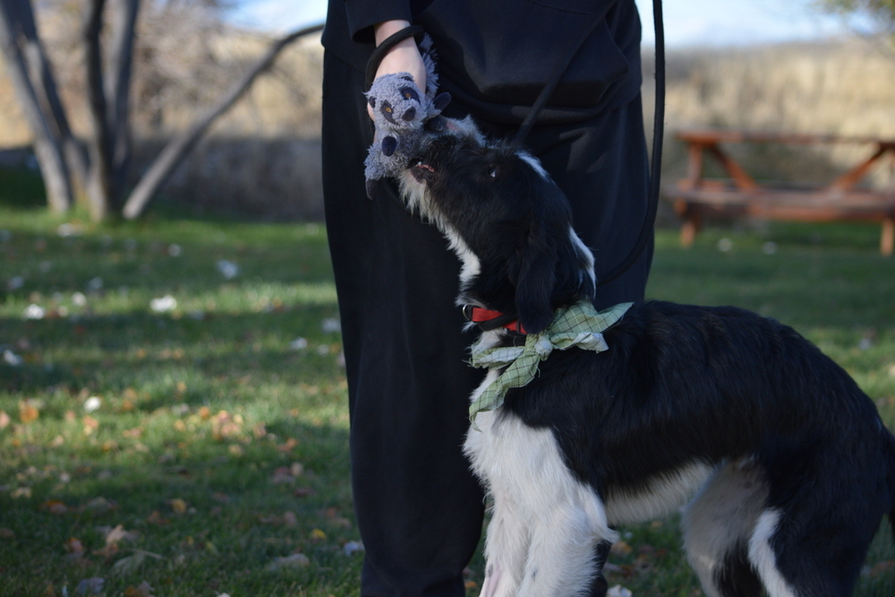 Fay, an adoptable Poodle, German Wirehaired Pointer in Salmon, ID, 83467 | Photo Image 2