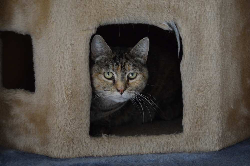 Leia, an adoptable Domestic Short Hair, Tabby in Salmon, ID, 83467 | Photo Image 1