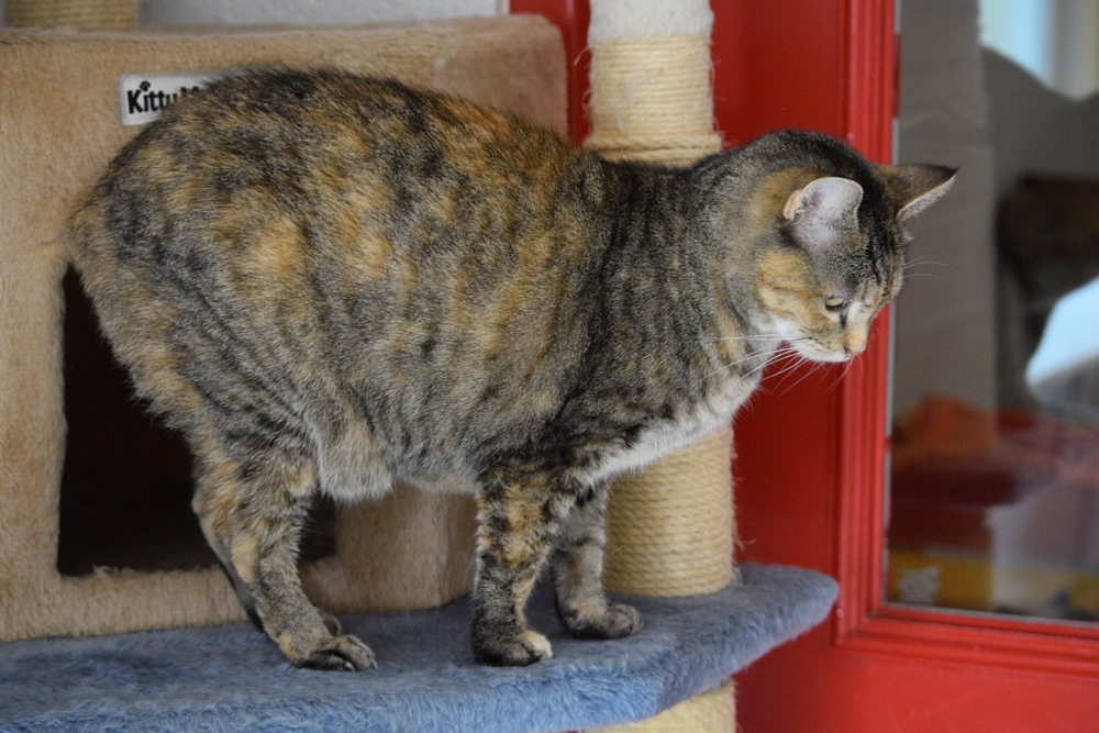 Leia, an adoptable Domestic Short Hair, Tabby in Salmon, ID, 83467 | Photo Image 2