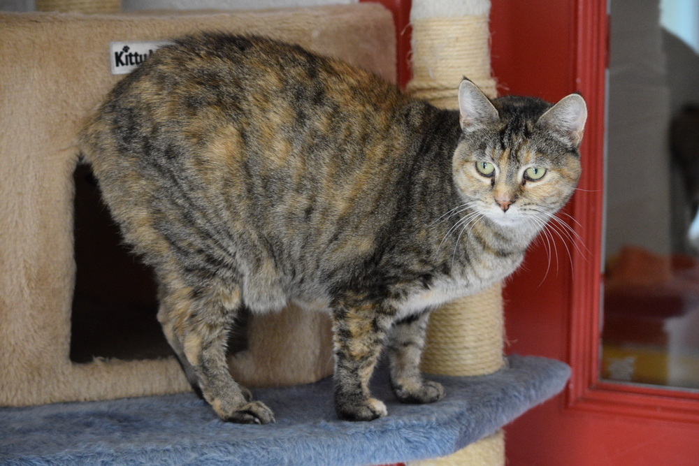 Leia, an adoptable Domestic Short Hair, Tabby in Salmon, ID, 83467 | Photo Image 3