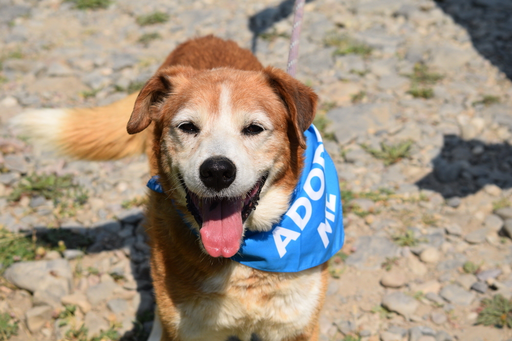 Marshall, an adoptable Cattle Dog, Border Collie in Salmon, ID, 83467 | Photo Image 1