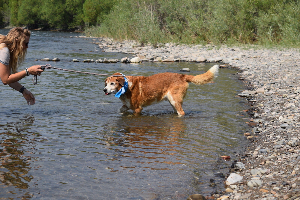 Marshall, an adoptable Cattle Dog, Border Collie in Salmon, ID, 83467 | Photo Image 4