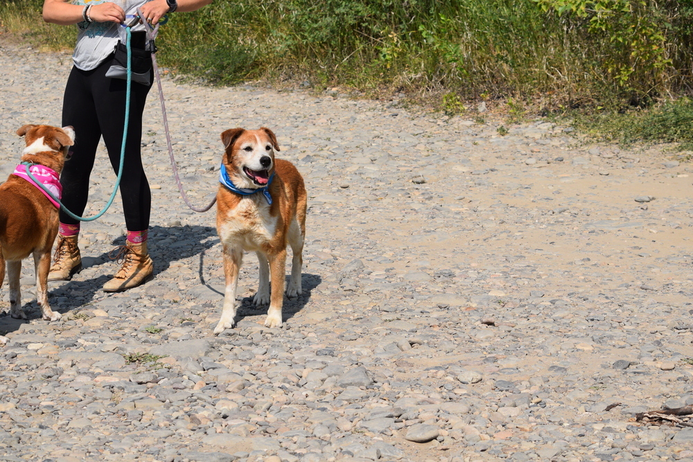 Marshall, an adoptable Cattle Dog, Border Collie in Salmon, ID, 83467 | Photo Image 6