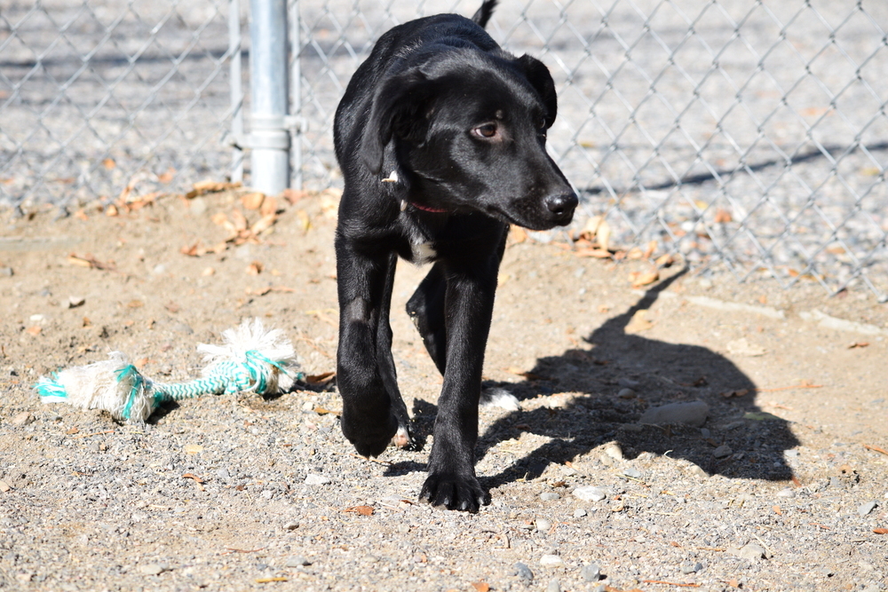 Ops, an adoptable Labrador Retriever, Aussiedoodle in Salmon, ID, 83467 | Photo Image 3