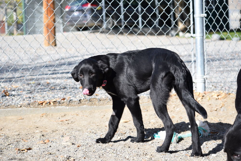 Ops, an adoptable Labrador Retriever, Aussiedoodle in Salmon, ID, 83467 | Photo Image 5