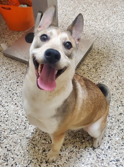 O`Mallie, an adoptable Mixed Breed in Pendleton, OR, 97801 | Photo Image 1