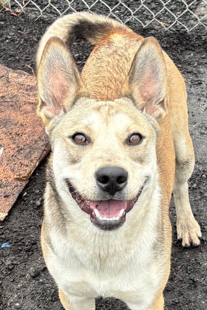 O`Mallie, an adoptable Mixed Breed in Pendleton, OR, 97801 | Photo Image 2