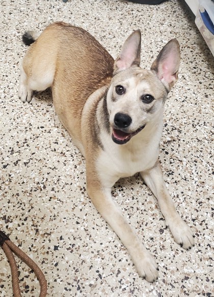 O`Mallie, an adoptable Mixed Breed in Pendleton, OR, 97801 | Photo Image 3