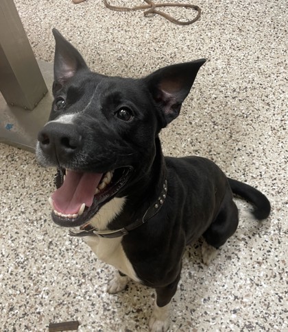 Buzz, an adoptable Mixed Breed in Pendleton, OR, 97801 | Photo Image 1