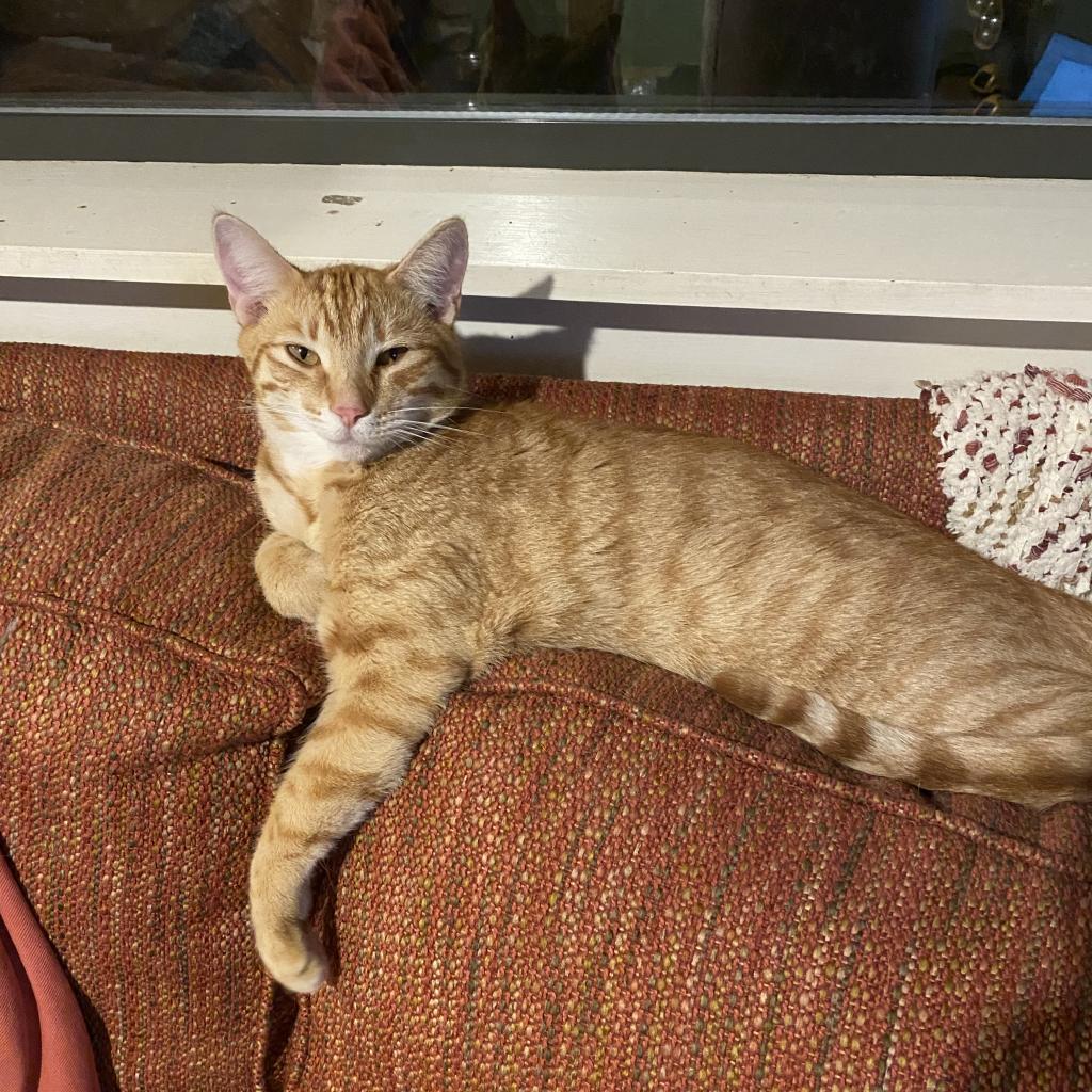 RUSTY, an adoptable Domestic Short Hair in Foley, AL, 36535 | Photo Image 1