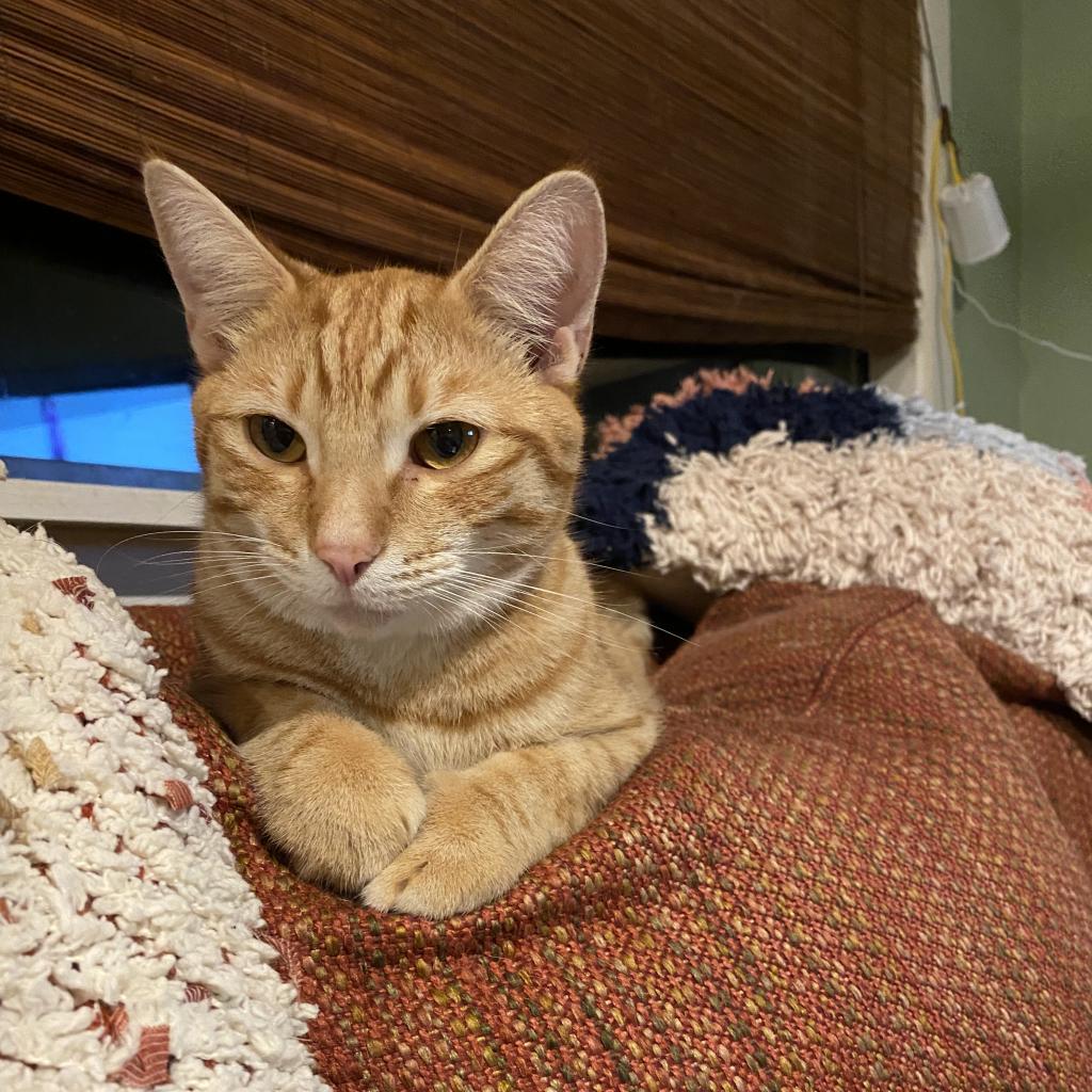 RUSTY, an adoptable Domestic Short Hair in Foley, AL, 36535 | Photo Image 2