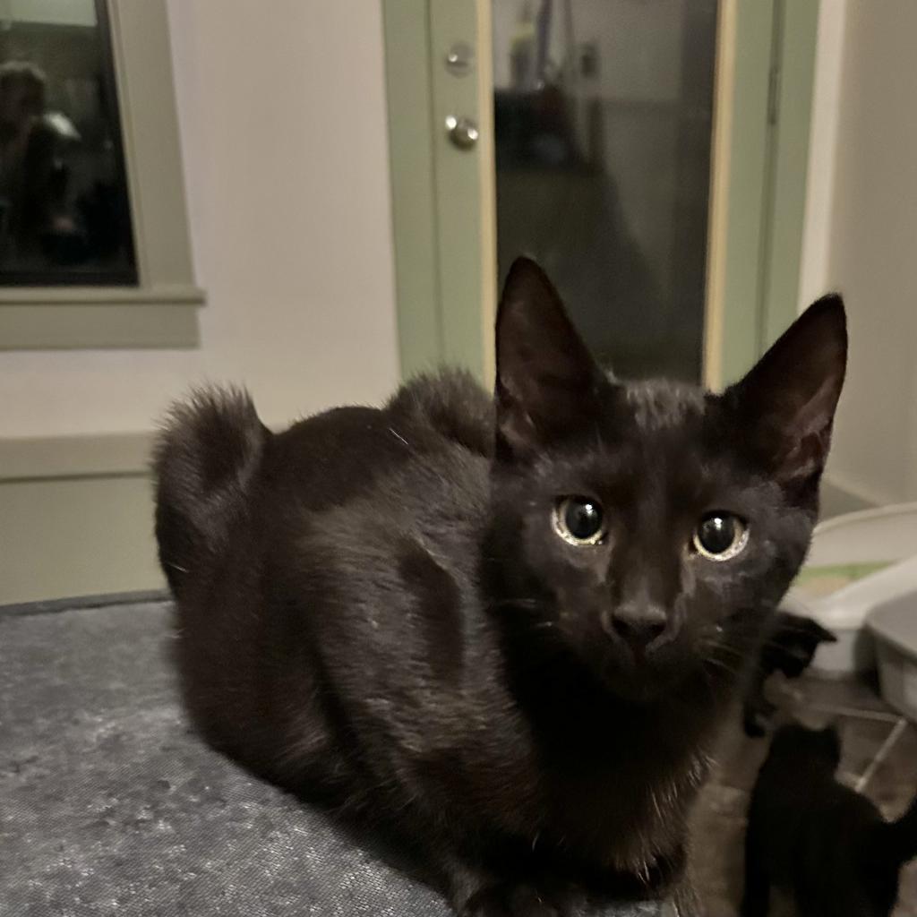 ACE, an adoptable Domestic Short Hair in Foley, AL, 36535 | Photo Image 1