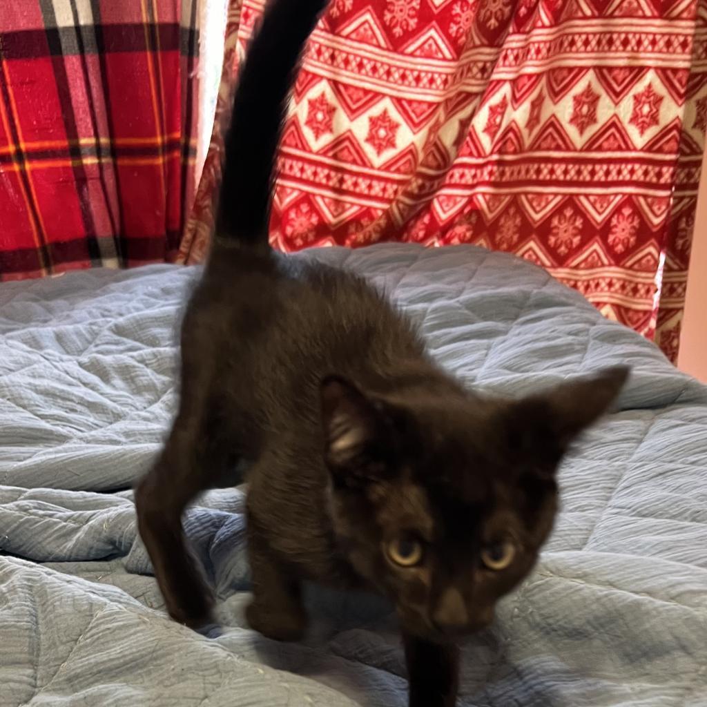 ACE, an adoptable Domestic Short Hair in Foley, AL, 36535 | Photo Image 2